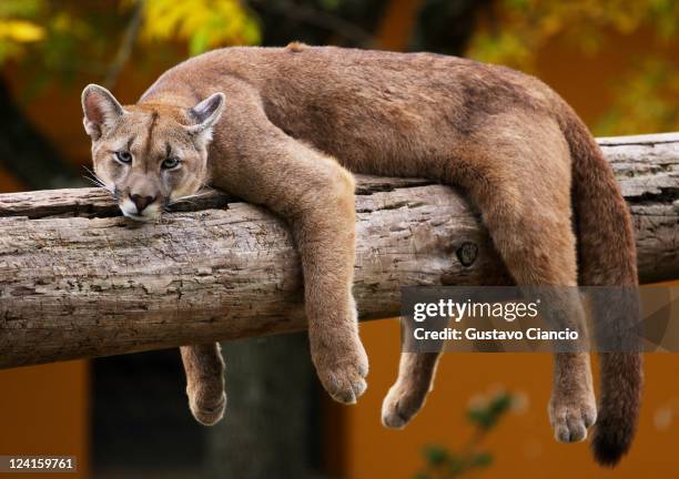 Puma de Patagonie